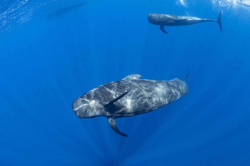 Balena pilota con pinne corte (Globicephala macrorhynchus). Tenerife Sud, Isole Canarie, Oceano Atlantico (Franco Banfi)