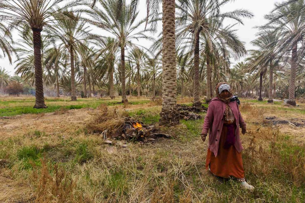 Le oasi si distinguono in oasi del Sahara (76,8%), montane (5,8%) e litoranee (17,3%), e sono classificate in tradizionali e moderne