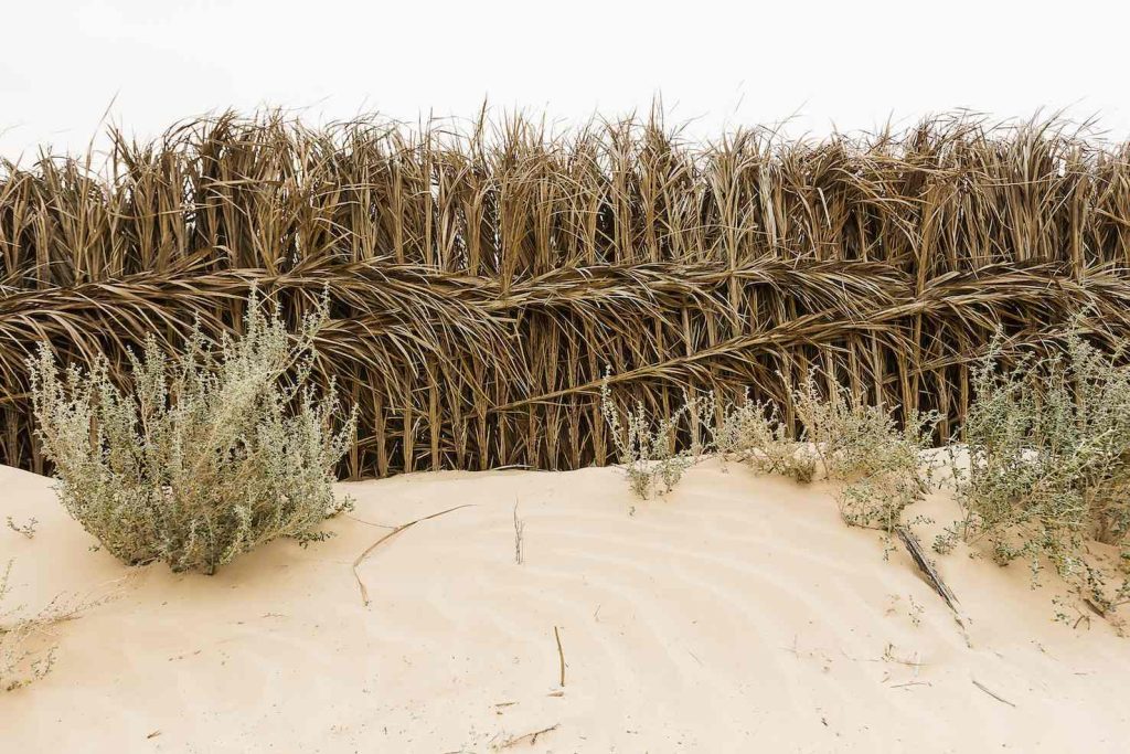 La salvaguardia e il mantenimento delle oasi sono fondamentali anche nella lotta contro la desertificazione