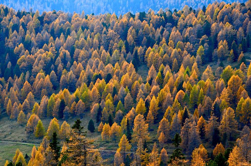 I larici arricchiscono i colori dell’autunno (Albeck)