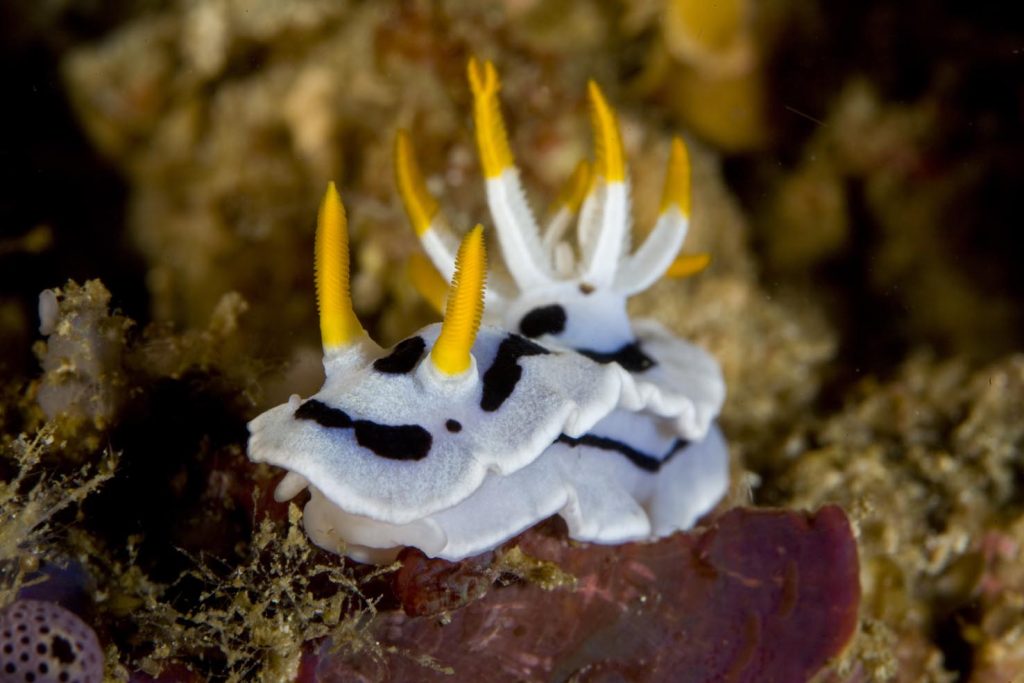Chromodoris dianae, North Sulawesi, Indonesia, Oceano Pacifico (Franco Banfi)