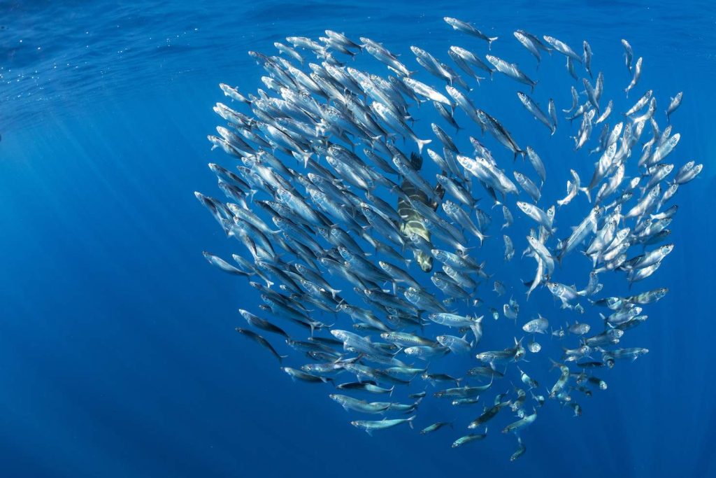 Un banco di sardine (Sardinops sagax) (Franco Banfi)