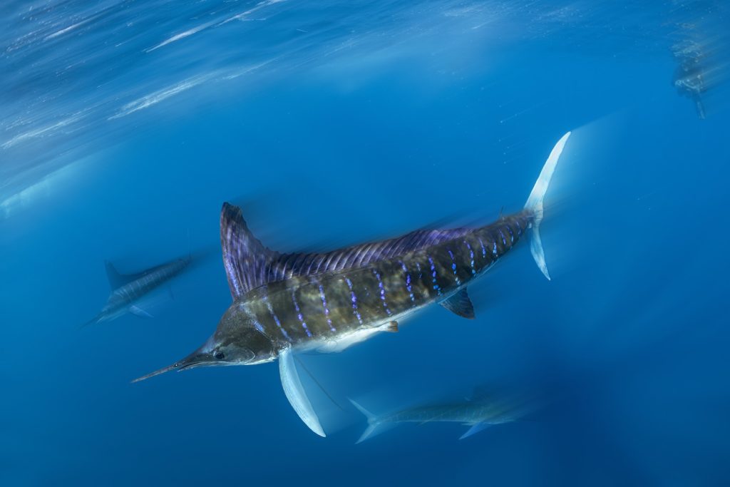 Il marlin è un pesce molto adattabile (Franco Banfi)