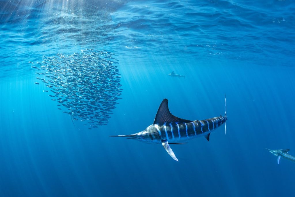 Un marlin striato (Tetrapturus audax) che si alimenta di sardine (Sardinops sagax), Magdalena Bay, (Franco Banfi)