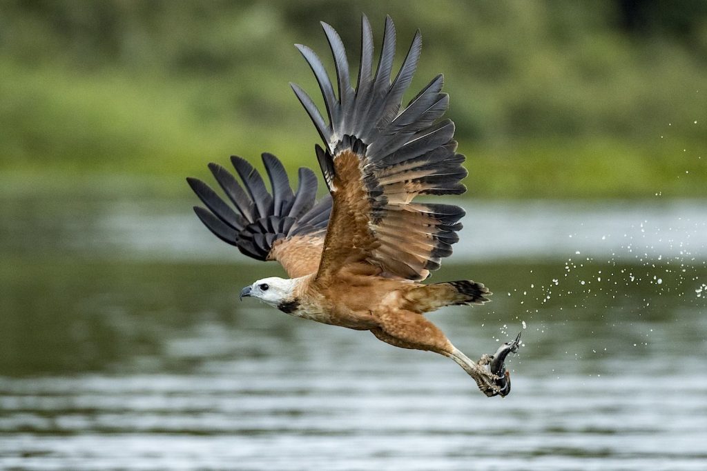 La poiana dal collare (Busarellus nigricollis) zone umide del Pantanal, Mato Grosso, Brasile (Franco Banfi)
