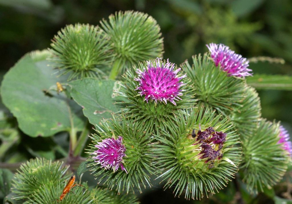 Un’esemplare di bardana (Arctium iappa) (Christian Fischer)