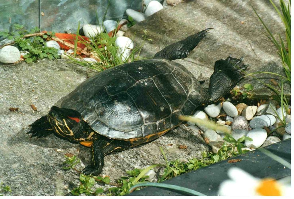 Una tartaruga d'acqua (Emanuele Besomi, Società protezione animali Bellinzona)
