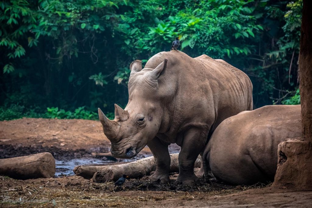 Rinoceronti di Java al Taman Safari Bogor West Java Indonesia (Cep Budhi Darma )