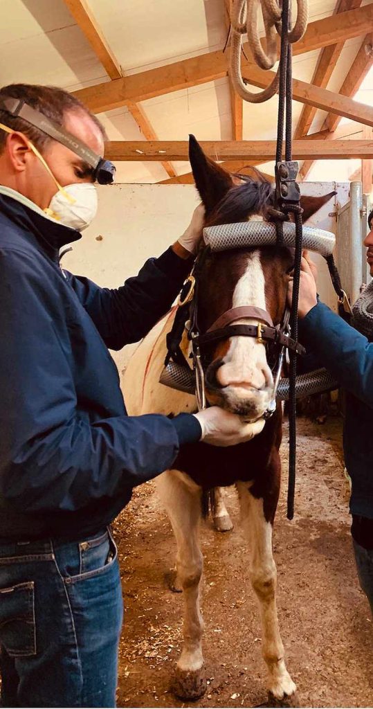 Il dottor Stefano D’Albena, veterinario (Maria Grazia Buletti)