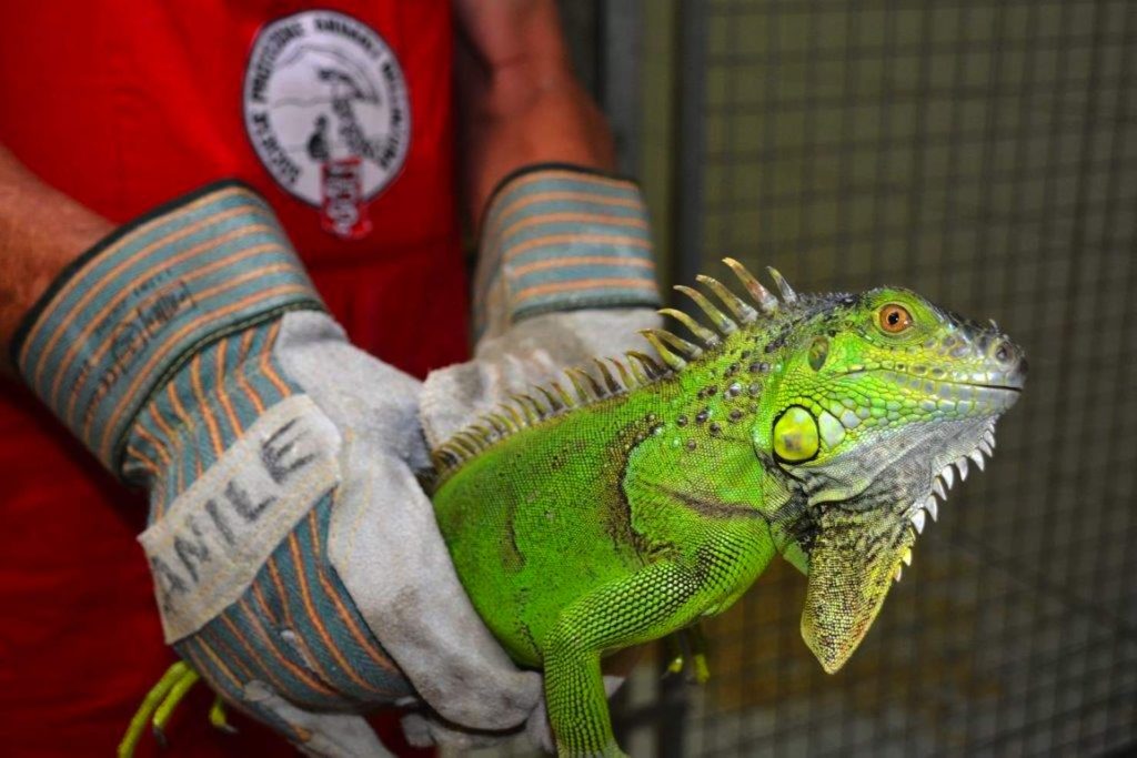 Un’iguana recuperata dalla Spab nel mese di luglio di quest’anno (Emanuele Besomi, Società protezione animali Bellinzona)