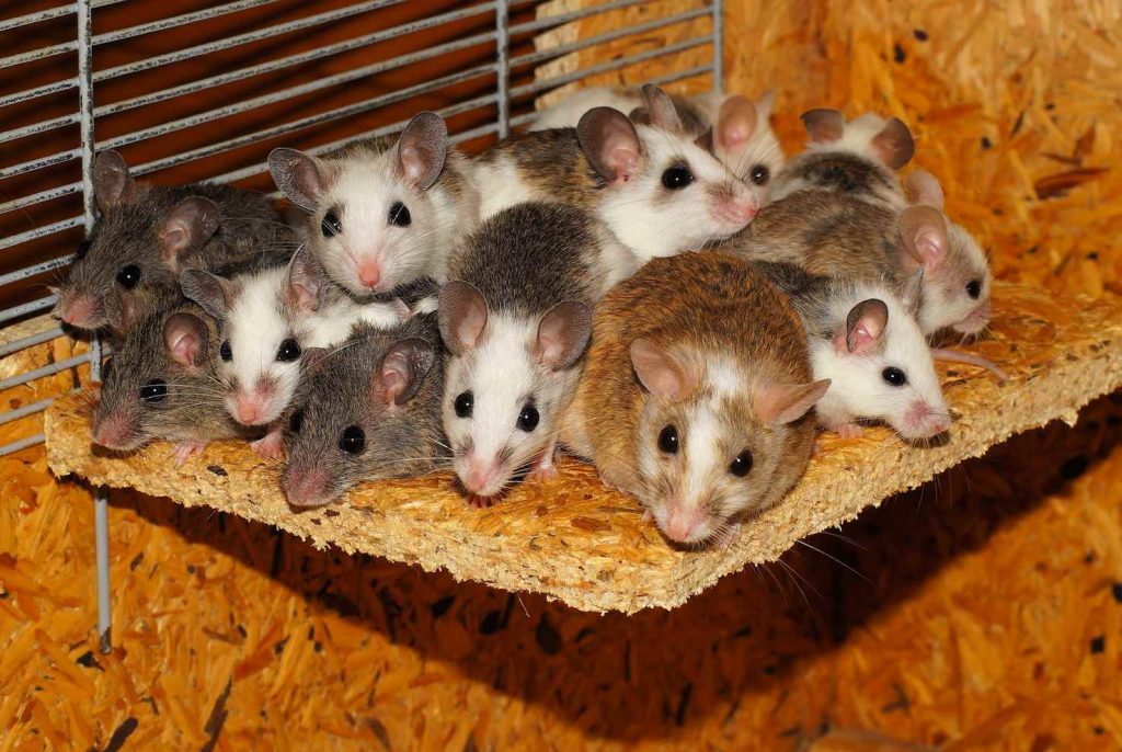 Ci sono specie che amano arrampicarsi mentre altre sono invece instancabili scavatrici: a ognuno il suo parco! (pxhere)