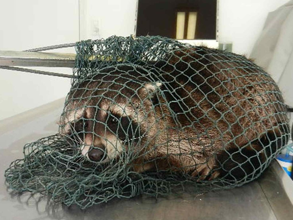 Un procione (Emanuele Besomi, Società protezione animali Bellinzona)