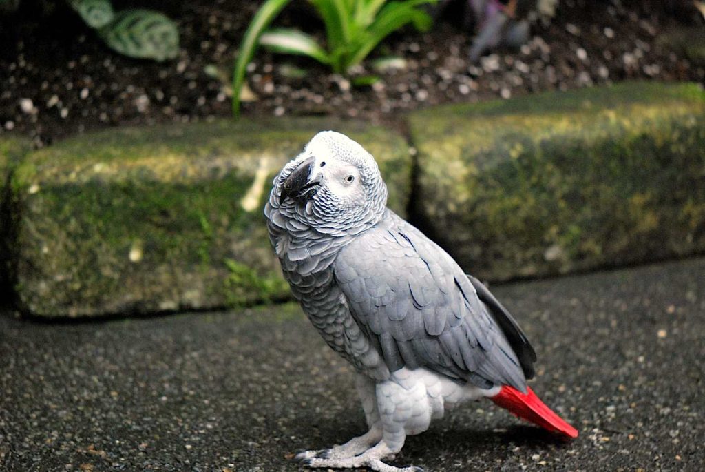Un esemplare di Psittacus erithacus (Karen NIeoh)