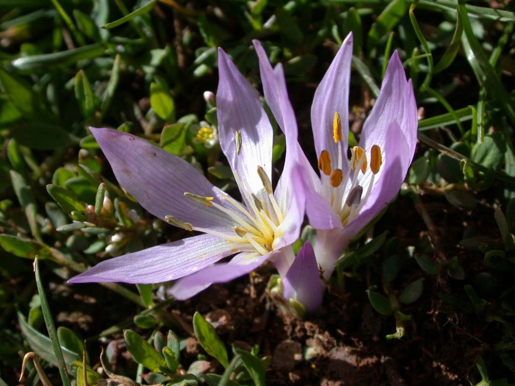 Un esemplare di Colchicum brachyphyllum (Gideon Pisanty)