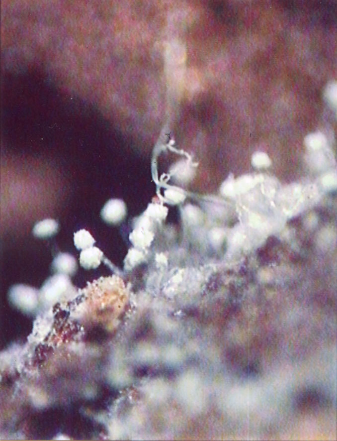 Penicillium su tabacco (Alessandro Focarile)
