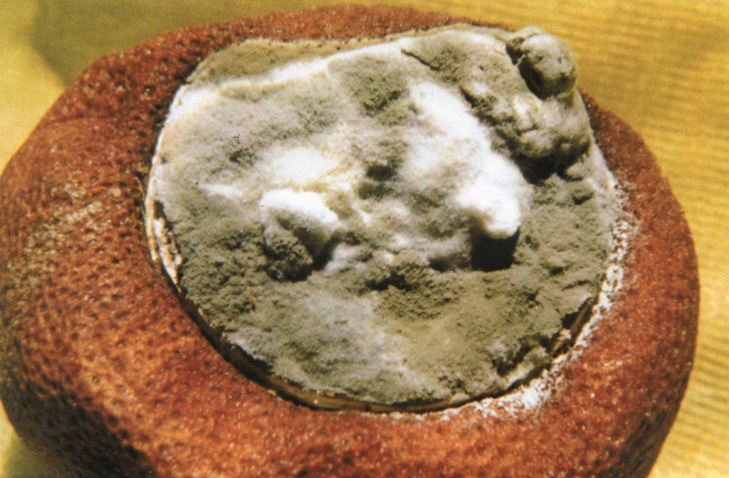 Penicillium italicum su arancio (Alessandro Focarile)