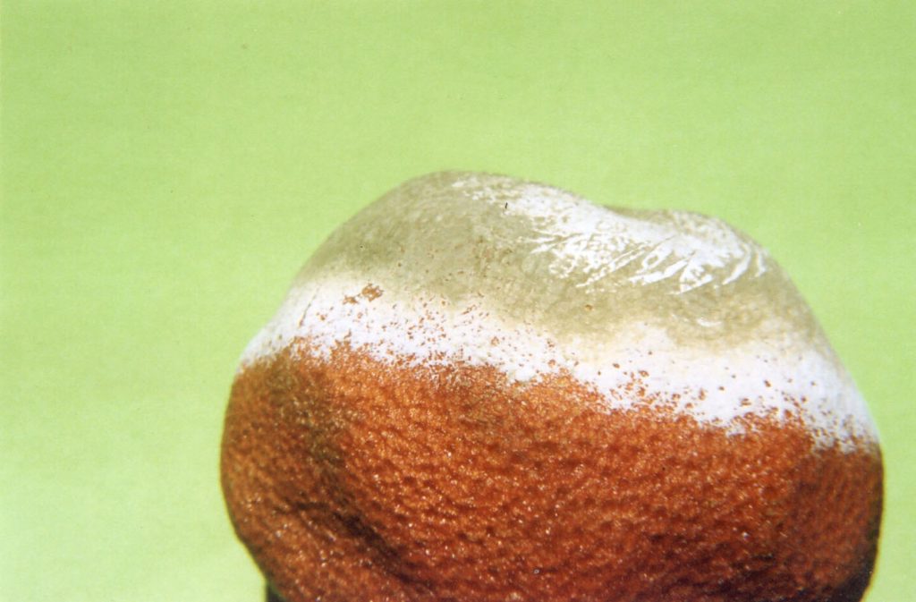 Ingrandimento del Penicillium italicum su arancio (Alessandro Focarile)