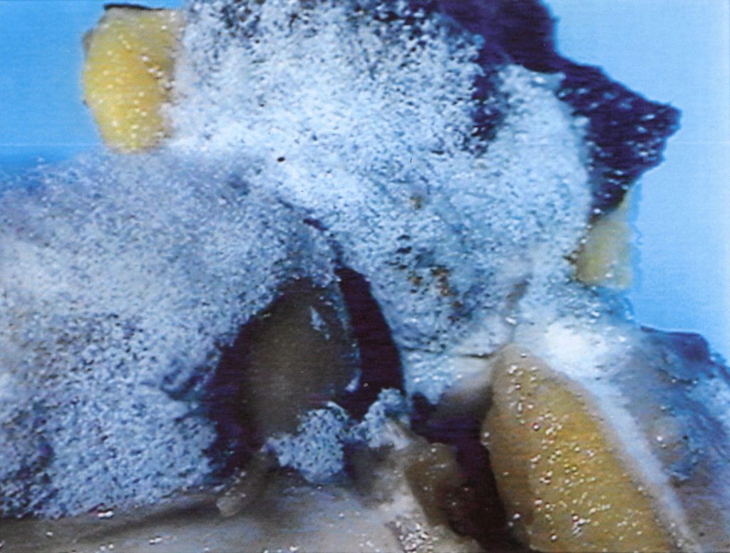 Penicilliun weidemanni su gorgonzola (Alessandro Focarile)