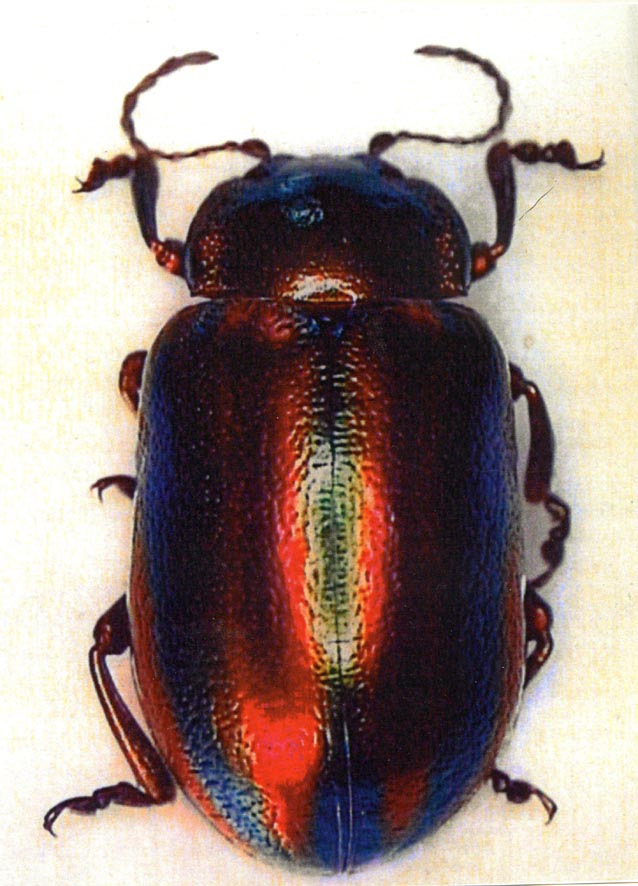Oreina gloriosa (Alessandro Focarile)