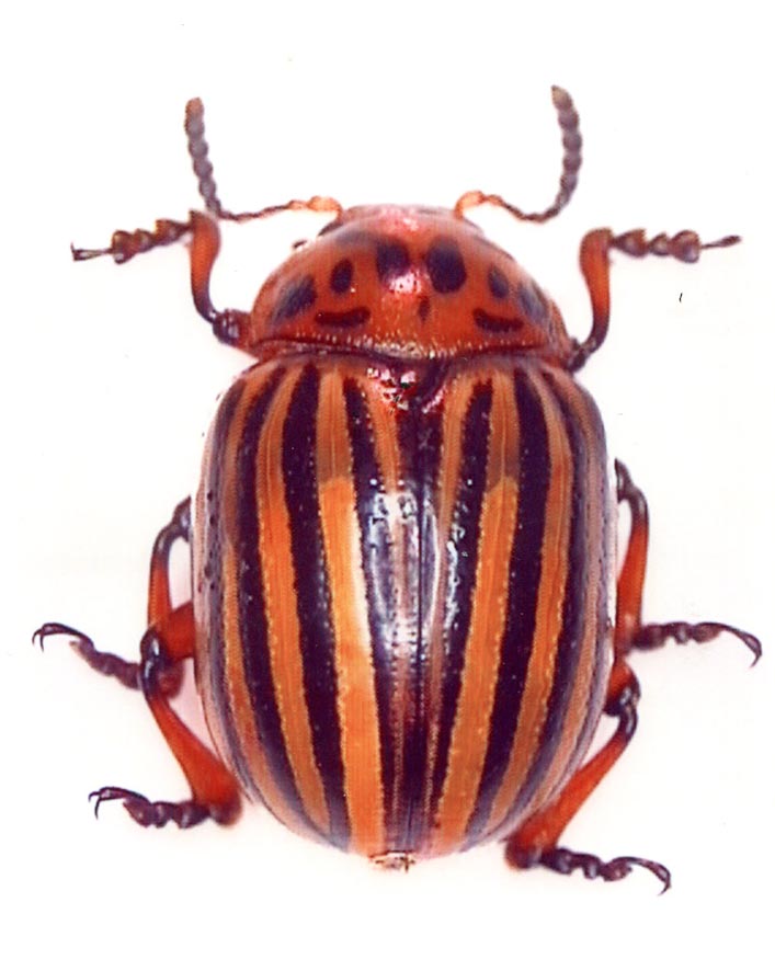 Dorifora della patata (Leptinotarsa decemlineata) (Alessandro Focarile)