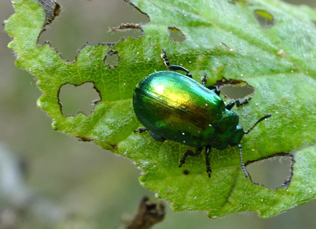 Una crisomelide Melasoma (o Chrysomela) aenea (Tobias 67)