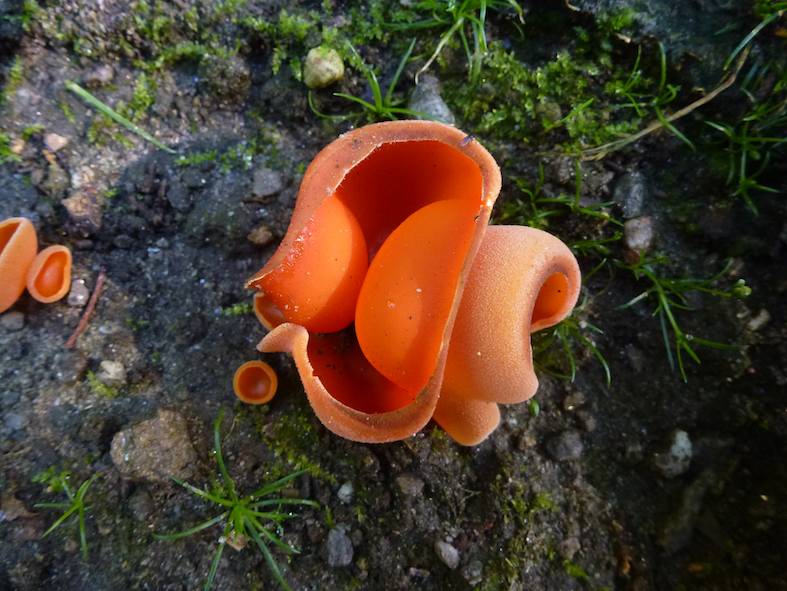 Un esemplare di Peziza aranciata (Aleuria aurantia)