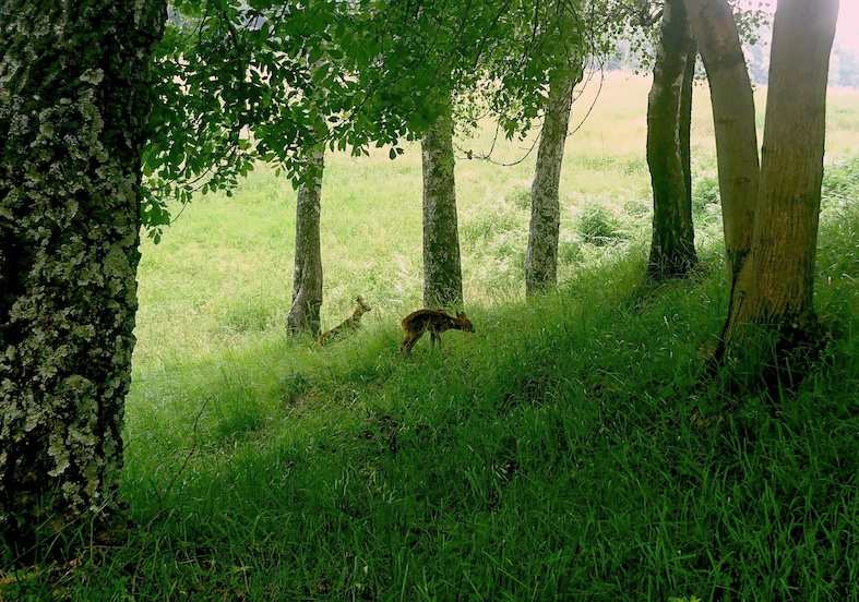 Cerbiatti «fra bosco e radura» in zona Alpe Agra, fra Arosio e Cademario, Alto Malcantone