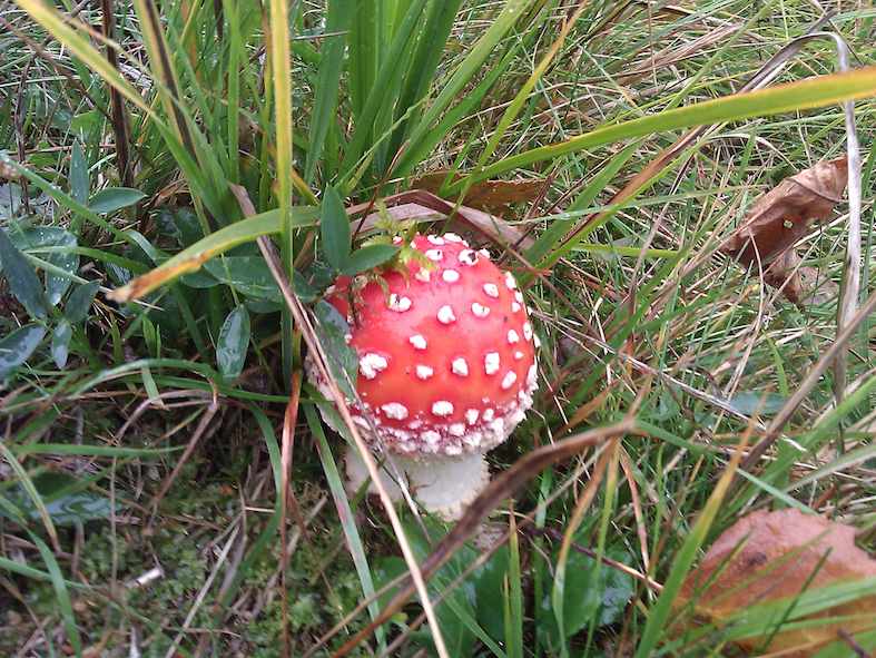 Un esemplare di Ovolo malefico (Amanita muscaria)
