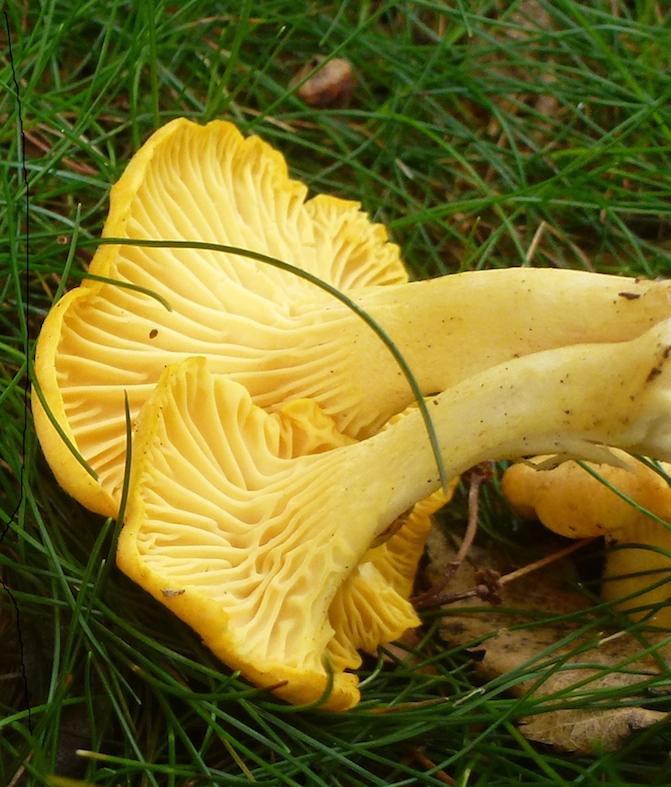 Cantharellus cibarius (Gallinaccio, galletto, finferlo...)