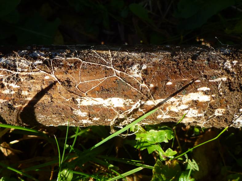 Micelio su legno morto