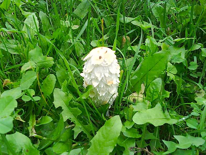 Coprinus comatus (Coprino chiomato)