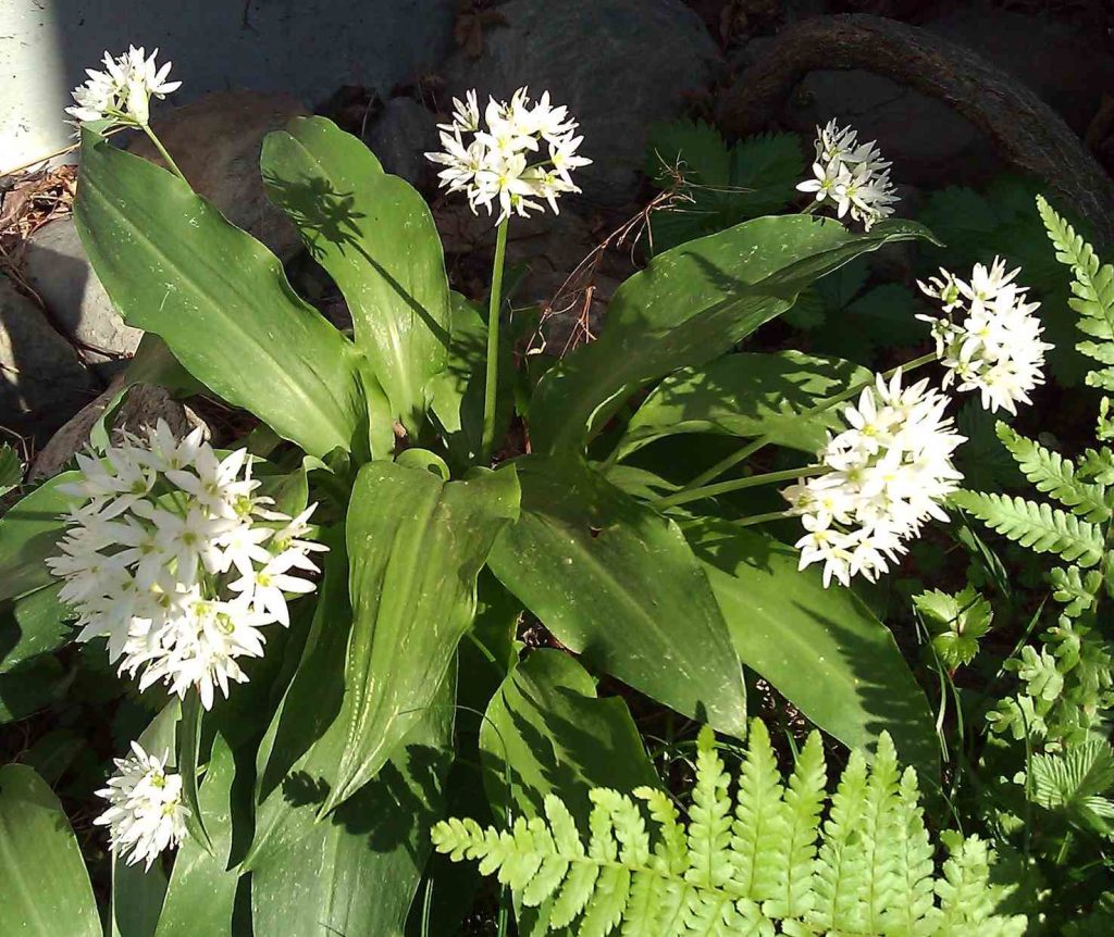 Allium Ursinum