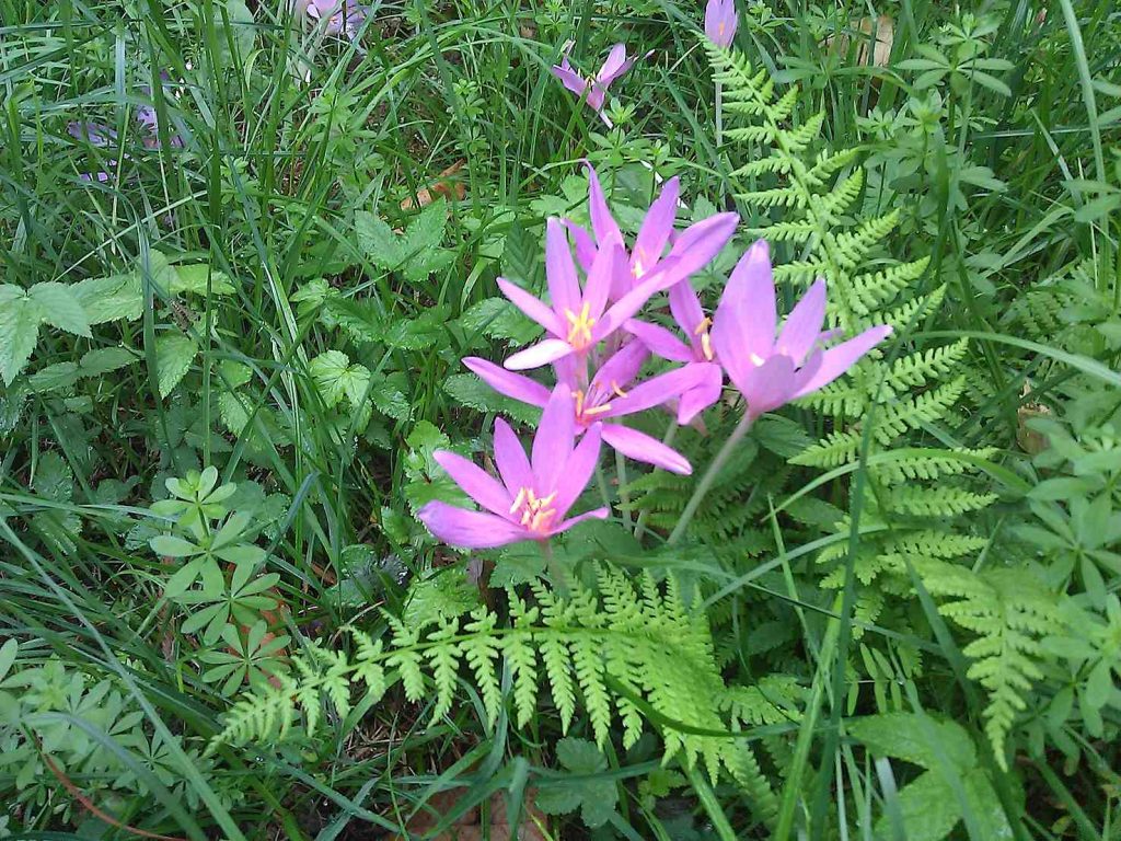 Colchicum Autumnale flores