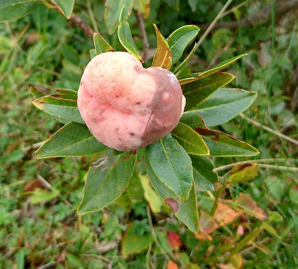 Exobasidium rhododendri, su Rosa delle Alpi (Marco Martucci)