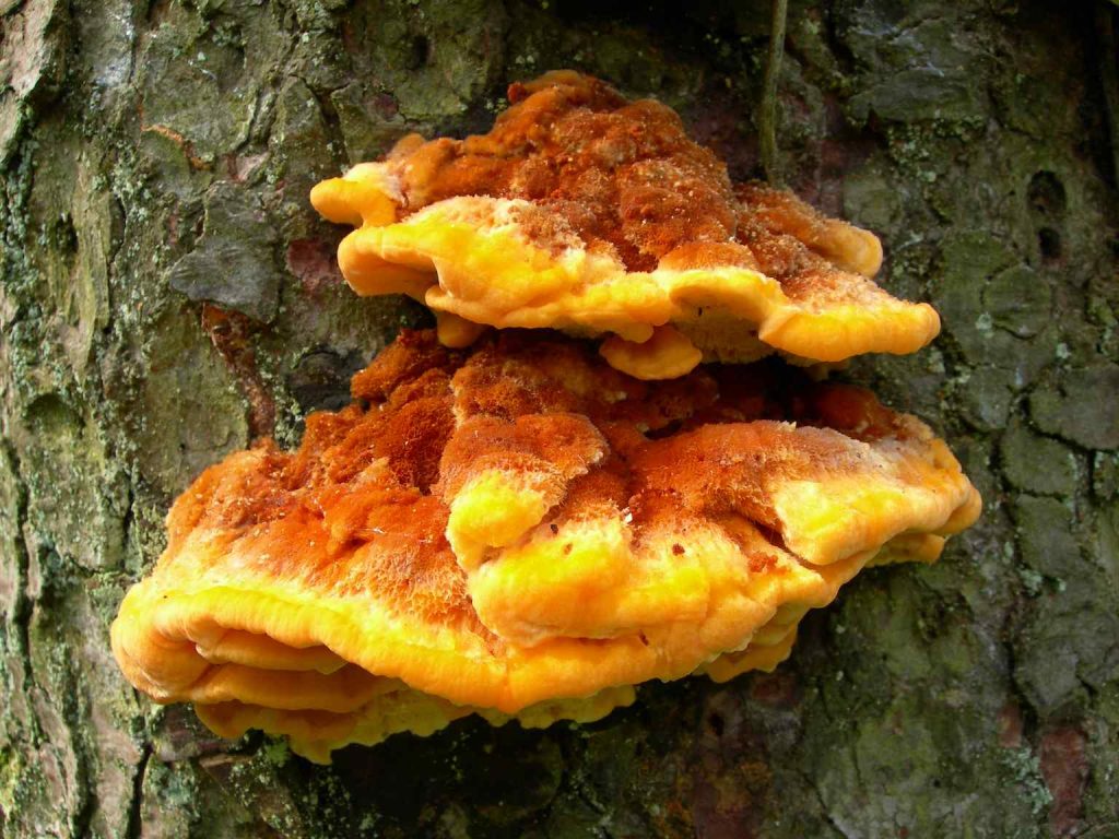 Pycnoporellus fulgens (Kurt Bisang)