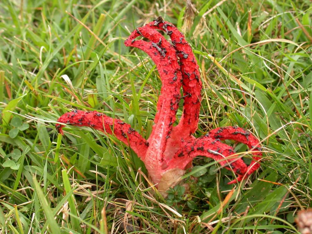 Fungo-polpo, ovvero Clathrus archeri (Beatrice Senn-Irlet, WSL)