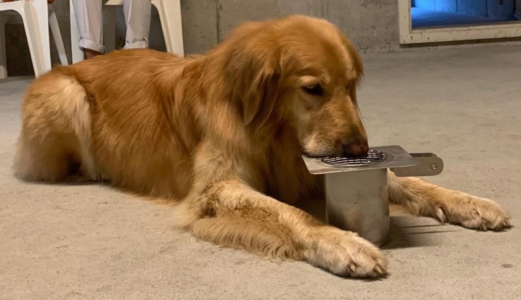 Un esperto a quattro zampe della Detection Dogs Ticino durante un esercizio (Paolo Riva)
