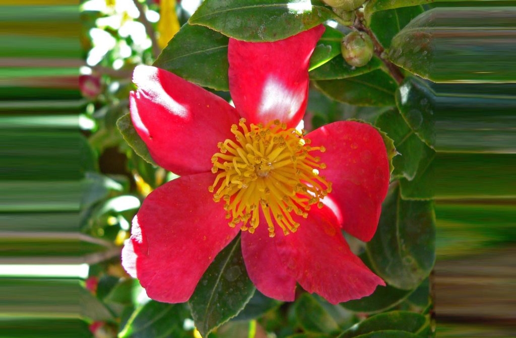 Camellia sasanqua (Stan Shebs)