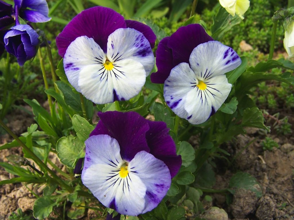 Un esemplare di Viola x wittrockiana (Jerzy Opiola)
