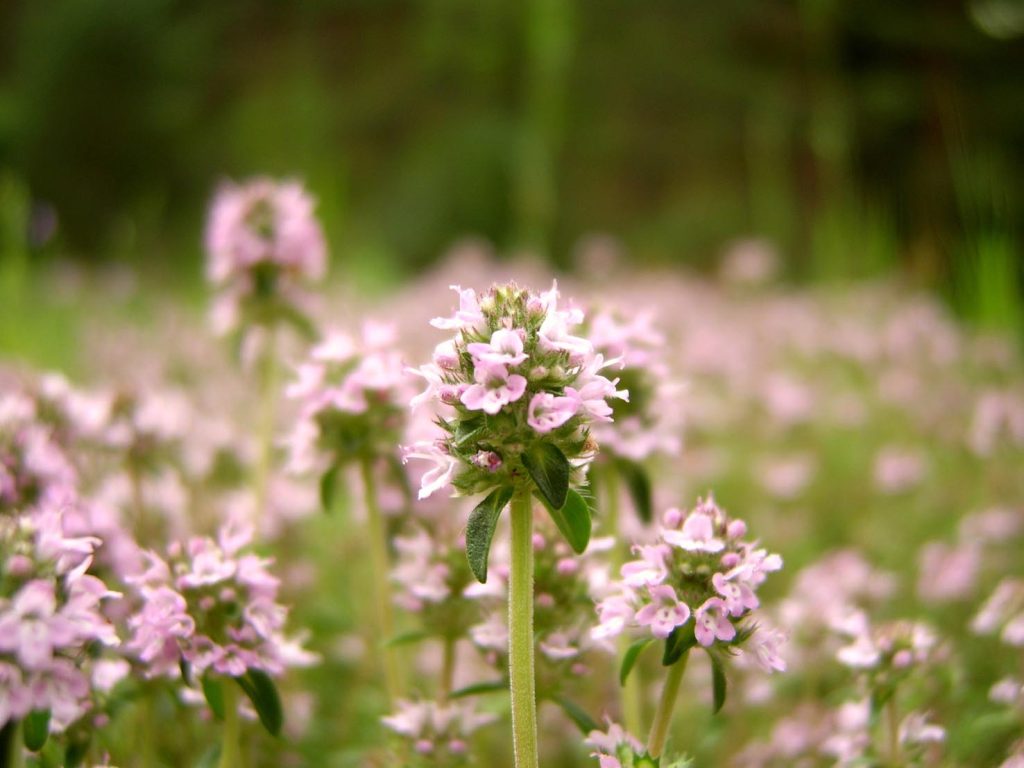 Thymus vulgaris (Galliano)