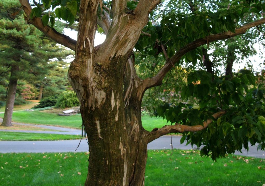 Un esemplare di Heptacodium miconioides (klp.nyc)