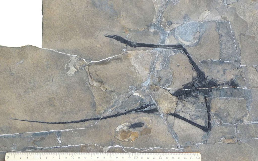 Il frammento di scheletro di Macrocnemus obristi, lungo 40 cm (UZH)