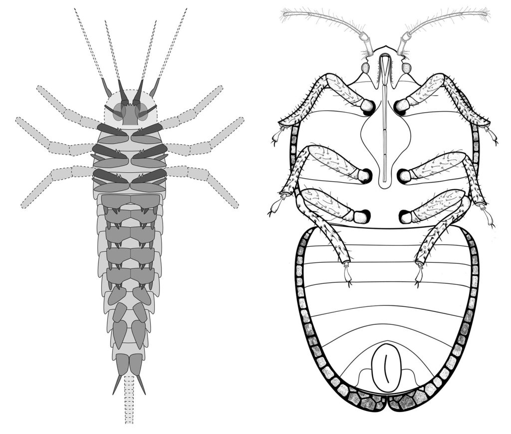 Ricostruzioni di Gigamachilis triassicus (sinistra) e Archetingis ladinica (destra) (Montagna et al. 2017, 2018)