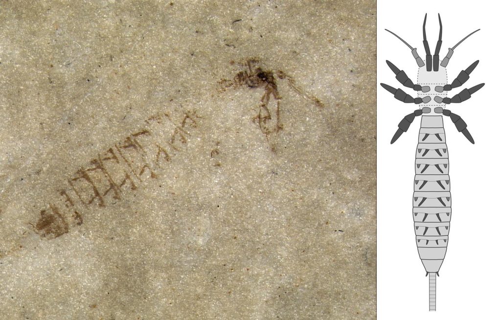 Dasyleptus triassicus, 15 mm (foto Rudolf Stockar, ricostruzione Montagna et al. 2017)