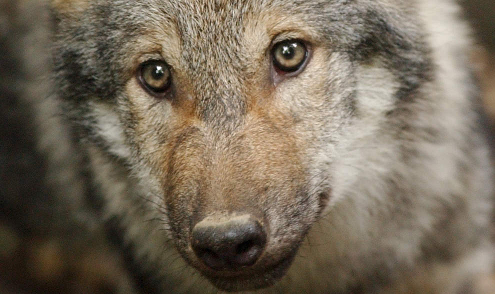 La sua presenza sul nostro territorio suscita sempre molte discussioni (Keystone)