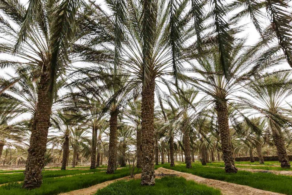 Un’oasi di palme fuori da Dous. Uno dei rischi delle monoculture odierne è la vulnerabilità alle malattie specifiche e agli effetti dei cambiamenti climatici