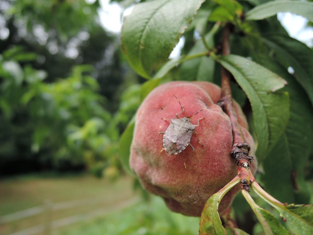 Cimice asiatica (Servizio fitosanitario cantonale)