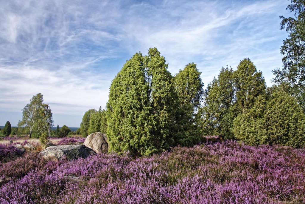 Un denso tappeto fiorito di Calluna (pixabay.com)