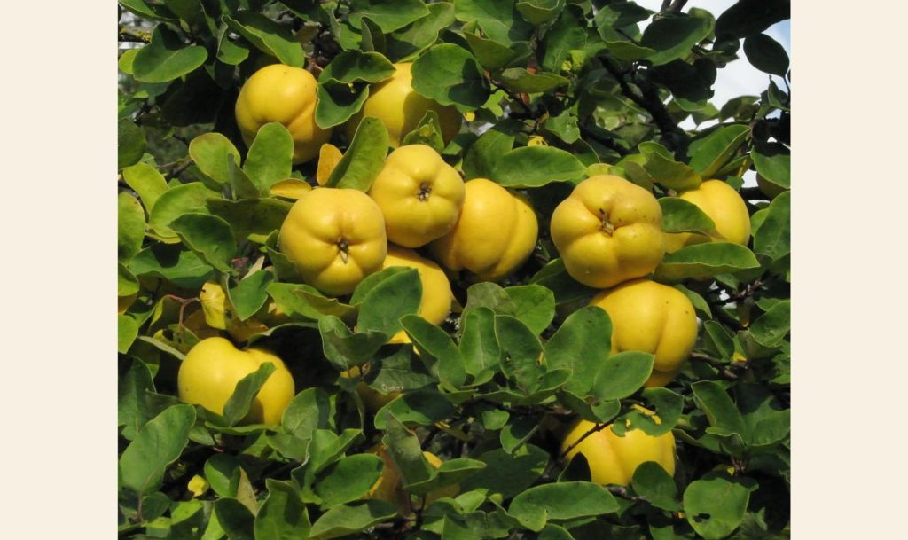 Così si presenta il frutto della varietà «Maliformis» del melo cotogno