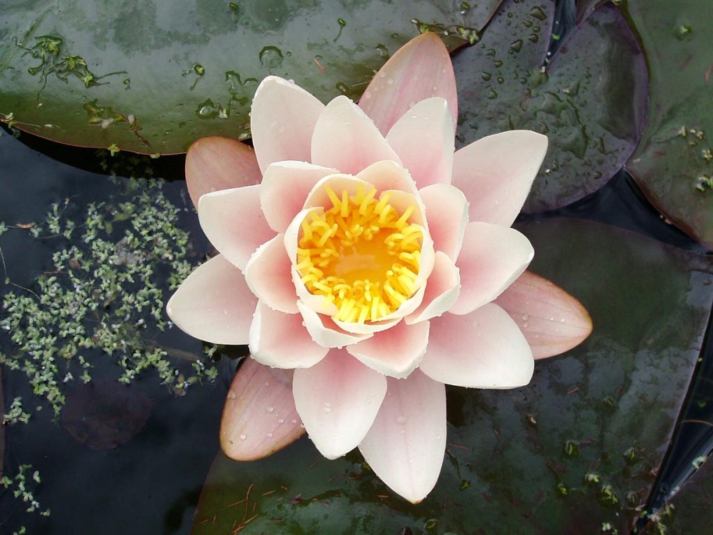 Nymphaea «Marliacea carnea» (Amanda Slater)